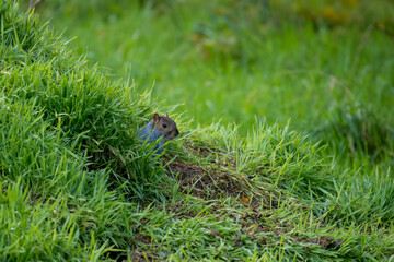 close-up of a feeding grey squirrel (Sciurus carolinensis) amongst vibrant green grass 