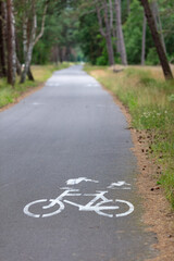 Scenic Forest Bicycle Path with Painted Bike Symbol on Paved Roadway in Tranquil Green Woodland