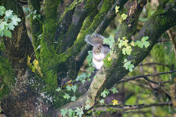 close-up of a grey squirrel (Sciurus carolinensis) sitting amongst small tree branches