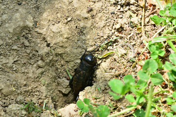 Portrait of a Gryllus campestris near its hole on a meadow in the grass