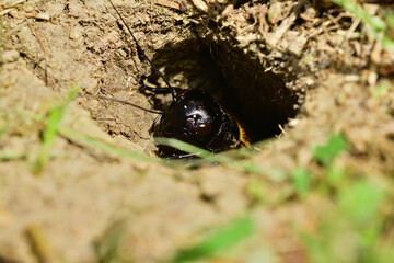 A Gryllus campestris sticks up its black head out of its hole in the ground