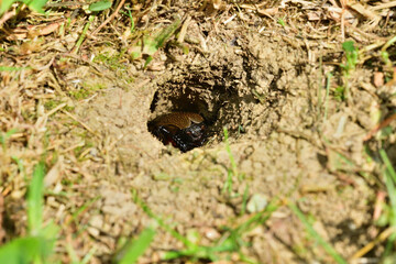A Gryllus campestris sticks up its black head out of its hole in the ground