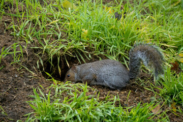 close-up of a feeding grey squirrel (Sciurus carolinensis) amongst vibrant green grass 