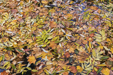 Colorful autumn leaves float on the calm surface of the pond during the fall season