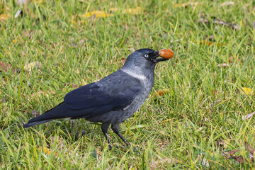 Corvus monedula feeds in autumn in the park holding a brown acorn in its beak