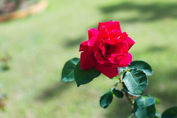 The bright red rose stands out in the middle of the picture. Blurred Background