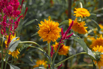 Beautiful bright yellow winter flowers with beautiful colors.