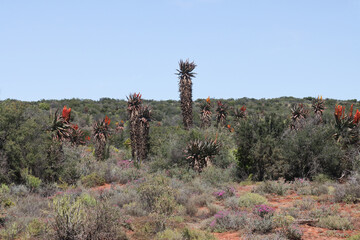 Wild growing aloes on the veld near Oudtshoor, South Africa