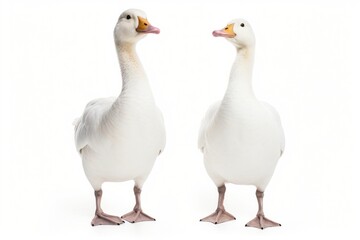 Fototapeta premium White geese animal goose bird.