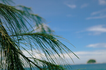palm tree on the beach
