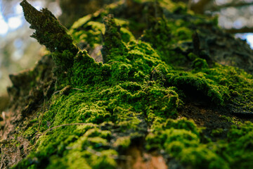 moss on stone