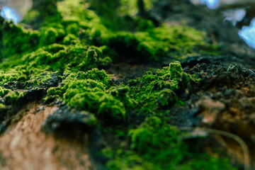 moss on stone
