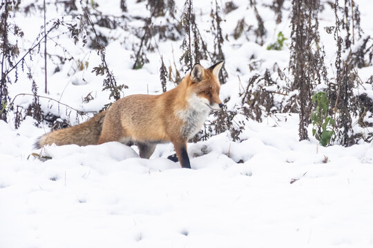 Fuchs jagt im Schnee