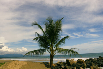 palm trees on the beach