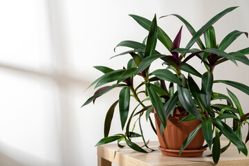 Obraz premium Indoor plants Tradescantia in terracotta pot on the table near the sunny window. Indoor gardening, botany hobby.