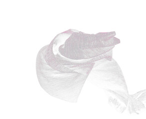 Purple Silver lace fabric flying in curve shape, Piece of textile purple silver lace fabric throw fall in air. Black background isolated, dark shading environment