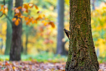 Great Spotted Woodpecker Climbing a Tree in an Autumn Forest