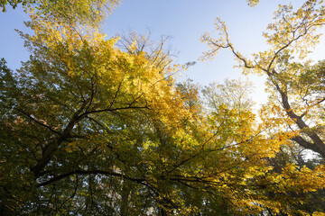 Autumn nature landscape of colorful forest