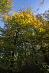 Autumn nature landscape of colorful forest