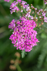 Obraz premium close-up of flowering Yarrow, achillea millefolium in violet pink, purple