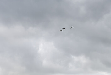 three white swans (Cygnus olor) in close flight, grey cloud sky