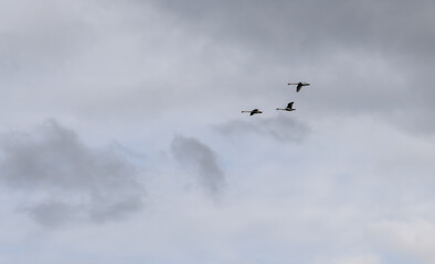 three white swans (Cygnus olor) in close flight, grey cloud sky