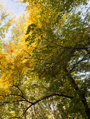 Autumn nature landscape of colorful forest
