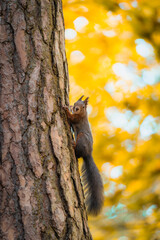 Curious Red Squirrel Observes from a Tree Amidst Autumn Colors in the Forest