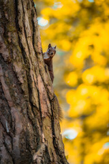 Curious Red Squirrel Observes from a Tree Amidst Autumn Colors in the Forest