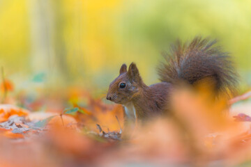 Red squirrel feeding in an autumn forest, portrait