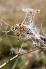 close-up of a bare brown winter flower head of a wild carrot (Daucus carota) laced with frozen iced spider webs