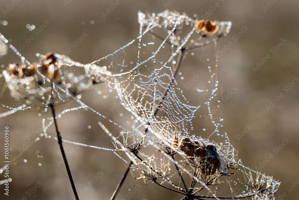 Wall mural close-up of a bare brown winter flower head of a wild carrot (Daucus carota) laced with frozen iced spider webs