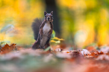 Red squirrel feeding in an autumn forest, portrait