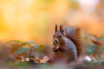 Red squirrel feeding in an autumn forest, portrait