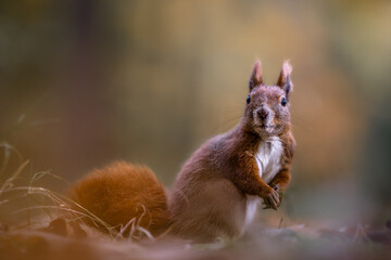 Red squirrel feeding in an autumn forest, portrait