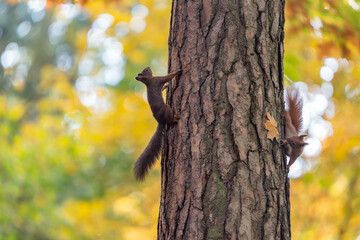 Curious Red Squirrel Observes from a Tree Amidst Autumn Colors in the Forest
