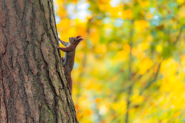 Curious Red Squirrel Observes from a Tree Amidst Autumn Colors in the Forest