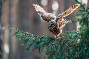 Long-eared Owl Sitting on a Spruce Branch Observing Its Surroundings