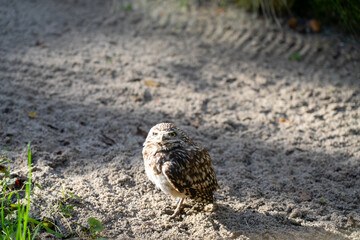close-up of a burrowing owl (Athene cunicularia, shoco)