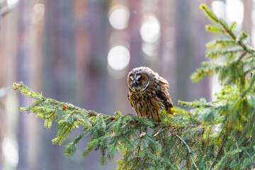 Long-eared Owl Sitting on a Spruce Branch Observing Its Surroundings