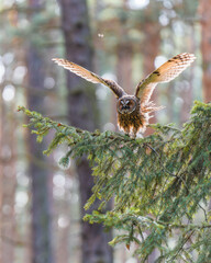 Long-eared Owl in Flight with Motion Blur Captured Mid-Action