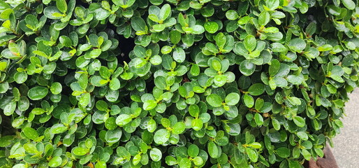 Circular ficus has dark green, round leaves with rounded tips and dew-wet. Ficus microcarpa L.f is shrub with light brown trunk and branches. All parts of tree contain thick white latex. Green shrub
