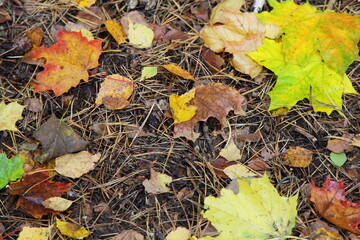 Autumn yellow maple leaves on brown grass