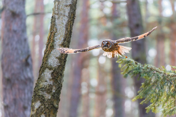 Long-eared Owl in Flight with Motion Blur Captured Mid-Action