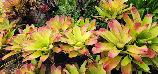 Fototapeta premium Aechmea fasciata green shrubs tip of the leaf is light redis .Neoregelia is an ornamental plant (epiphyte) with hard petals. Bromeliad leaves have different patterns and colors. It is popularly plante