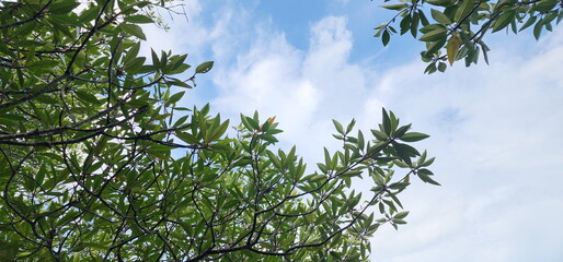 Asiatisk mangrove trees are often planted in mangrove forest. View from under Red Mangrove (Rhizophora mucronata) tree, showing sky, clouds, treetops. Loop-root mangrove have supporting Root
