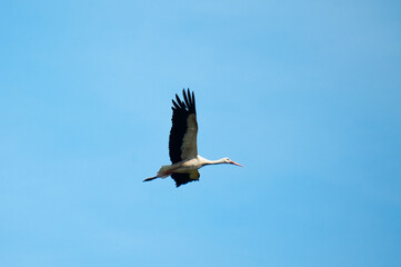 The photo shows a stork flying against a blue sky