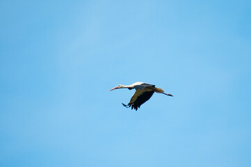 The photo shows a stork flying against a blue sky