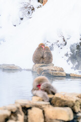 温泉に浸かる日本猿