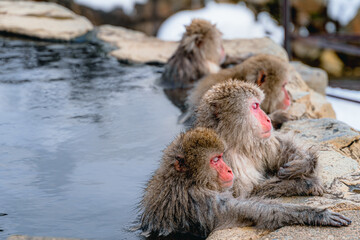 温泉に浸かる日本猿